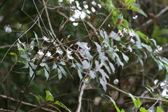 Jasminum flexile